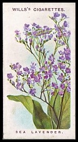 39 Sea Lavender